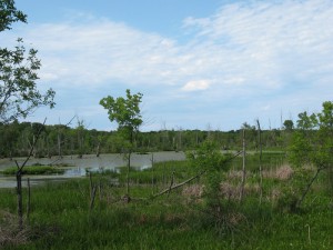 A marsh within the Calumet River watershed in the Indiana Dunes National Lakeshore