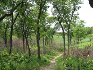 Trail through woodland and marsh in the Indiana Dunes National Lakeshore, 26 May 2012 (M. Bryson