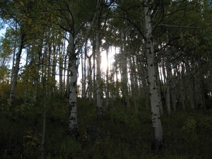 Aspen forest (M. Bryson